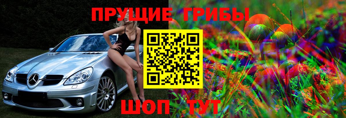 Псилоцибиновые грибы Psilocybe Лесозаводск